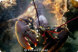 An European lobster in the Zeeland Oosterschelde. by Ronald Faber 